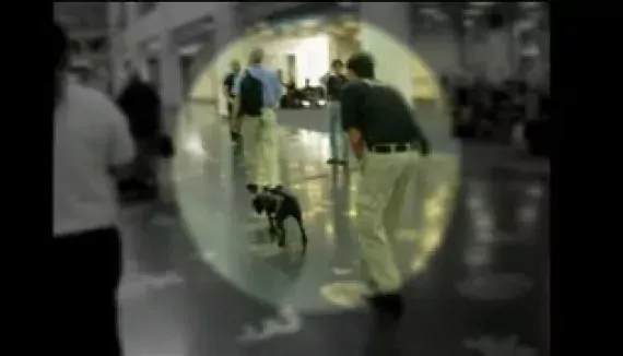 TSA&#039;s Passenger Screening Canine Detects Explosive Training Device Inside Airport Terminal